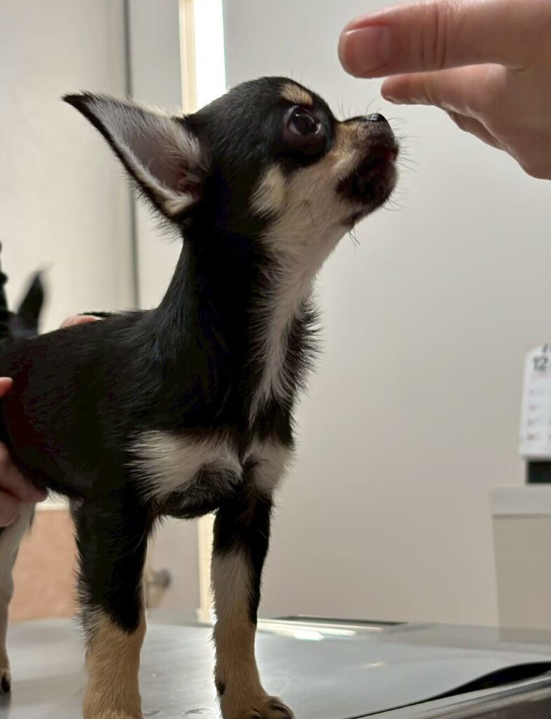 １２月のパピークラス♪