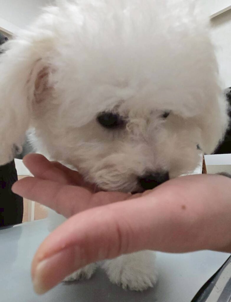 ２月のパピークラス♪