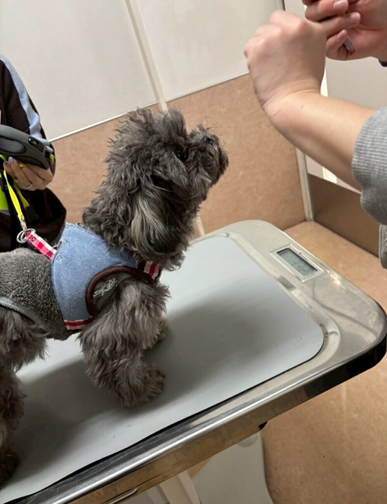 ２月のパピークラス♪