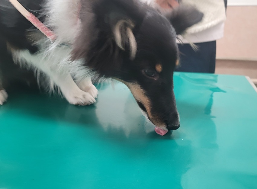 3月のパピークラス♪